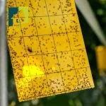 چسب پشه سه عددی - تصویر 2